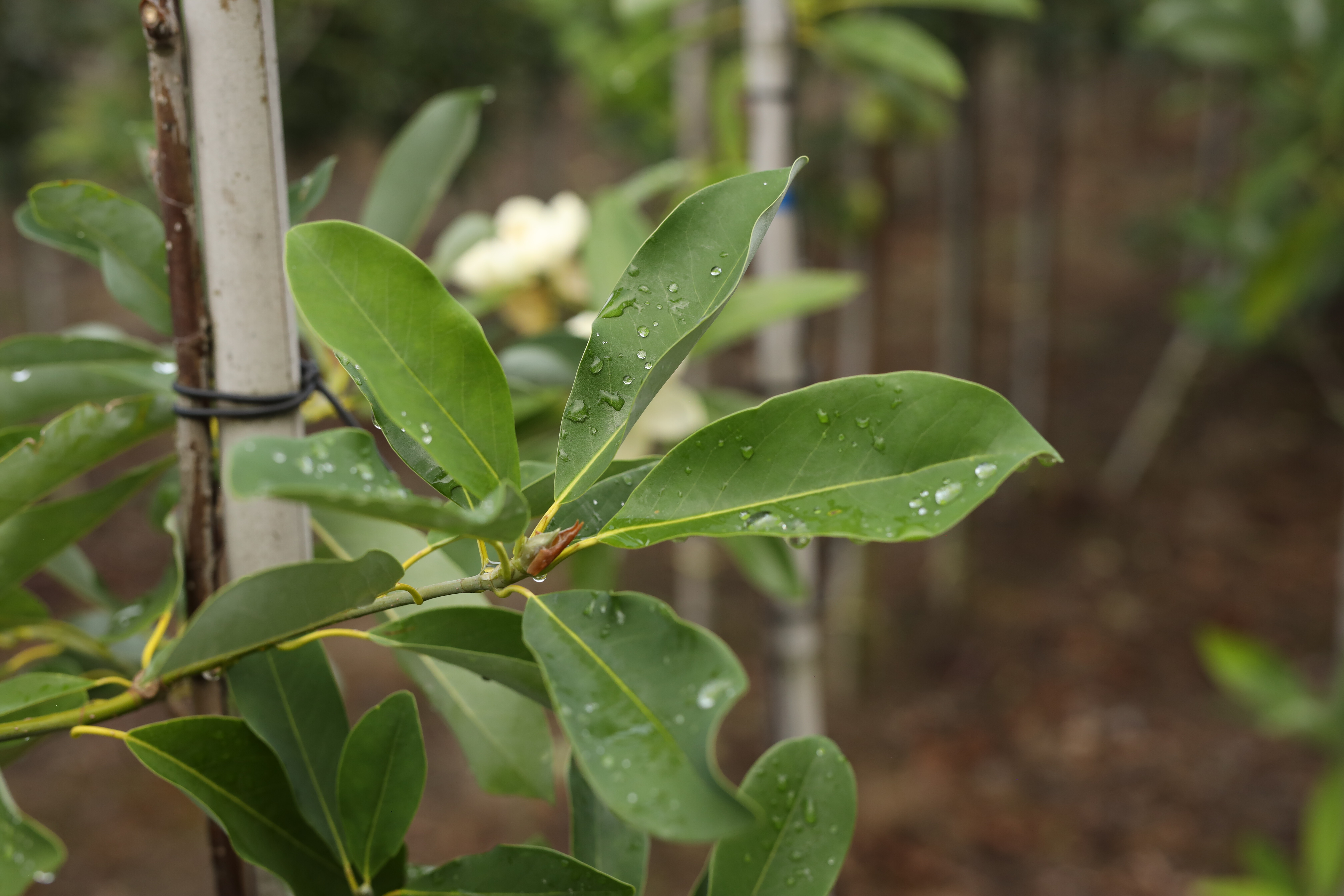 Magnolia virginiana 3